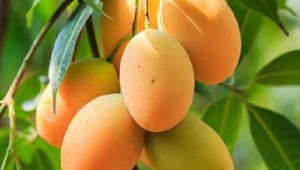 सुंदरजा आम की विशेषता है कि इसे मधुमेह के रोगी भी खा सकते हैं, बारिश और खराब मौसम ने बिगाड़ा स्वाद